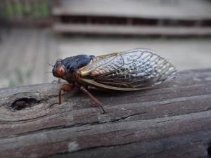 Photo Credit: MorgueFile Dodgerton Skillhause